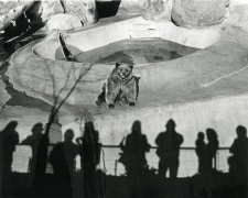 Los Angeles Zoo, 1971