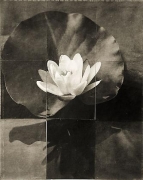 Charles Grogg Water Lily, 2009, platinum-palladium on handmade Japanese gampi sewn onto washi
