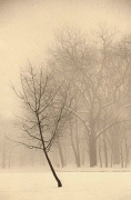 Winter, Sepia toned gelatin silver print, 7 x 5 inches
