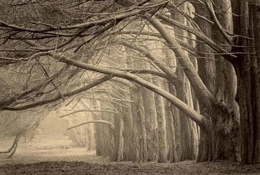 Evening Shade, Sepia toned gelatin silver print, 5 x 7 inches
