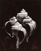 Whelks, 1980, From Lost Objects Portfolio, Toned gelatin silver print, 10 x 8 inches