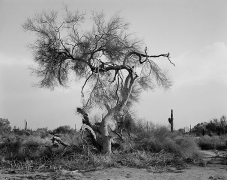 Tree, Davis Plain, Arizona, carbon pigment print, 22 x 28 inches