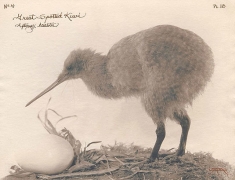 Great Spotted Kiwi, 2003