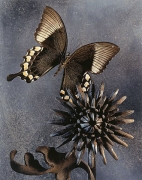 Underneath the Papillon, 2000