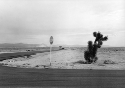 Yucca and Stop Sign, Nevada, 1982