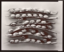 Shell Beans, 1980, From Lost Objects Portfolio, Toned gelatin silver print, 8 x 10 inches