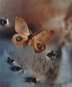Saturniid, Bullet Hole Moth, 2000