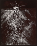 Cyclamen, 1980, From Lost Objects Portfolio, Toned gelatin silver print, 10 x 8 inches