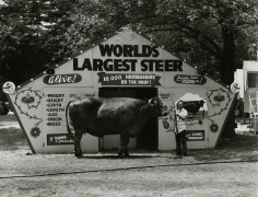 World&#039;s Largest Steer, Saratoga Springs, New York, 1974, vintage gelatin silver print