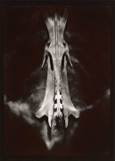 Evidence, 1977, From Ephemera Portfolio, Toned gelatin silver print, 7 1/4 x 5 1/4 inches