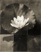 Waterlily, from the series &quot;Reconstructions,&quot;platinum palladium print on handmade Japanese gampi, sewn on Japanese washi