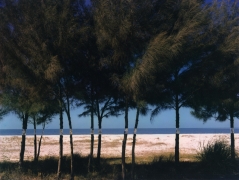 Australian Pines, Fort DeSoto, Florida, 1977