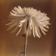 Spider Chrysanthemum, hand-colored gelatin silver print
