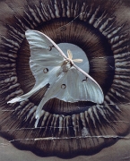 Iris Tropea Luna, 1999