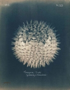 Porcupine Fish, 2005