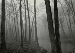Paul Caponigro Fog and Trees, Redding, Connecticut