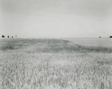 Untitled, from&nbsp;Illinios Landscapes, 1980, gelatin silver contact print, 8 x 10 inches