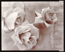 Roses, 1980, From Lost Objects Portfolio, Toned gelatin silver print, 8 x 10 inches