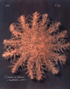 Crown of Thorns, 2005