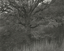 Oak Tree Holmdel, New Jersey, 1970