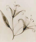 untitled, (lily) 1932