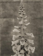 Foxglove, from the series &quot;Reconstructions,&quot;platinum palladium print on handmade Japanese gampi, sewn on Japanese washi