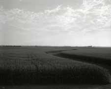 Untitled, from Illinois Landscapes, 2009, gelatin silver contact print, 8 x 10 inches