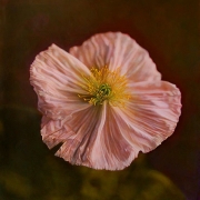 Iceland Poppy II, hand-colored gelatin silver print, 32 x 32 inches