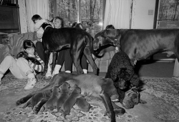 Family with Great Danes and Poodles, Blackstone, Massachusetts, 1991