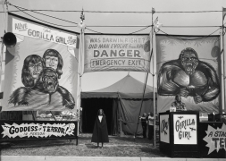Count Nicholas&#039; Gorilla Show, Gooding Amusements, Maumee, Ohio