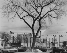 Tree, Four Seasons Motors, Minneapolis, Minnesota, 1977