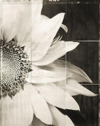 Sunflower, from the series &quot;Reconstructions,&quot;platinum palladium print on handmade Japanese gampi, sewn on Japanese washi