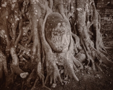Entwined Buddha, Ayuttaya, Thailand, toned gelatin silver print