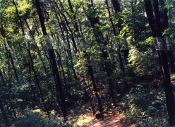 Slanting Forest, Lewiston, New York, 1975