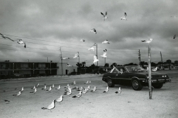 Seagulls, Florida 1984