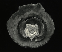 Rose Bowl, Cushing Maine, 2003, gelatin silver print