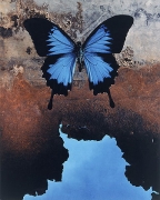 Papilionidae Ulysses Reflecting The Sea, 2000