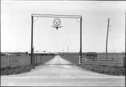 Registered Texas Longhorns Ranch Entrance, Kansas, 1981