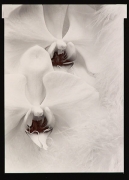 Orchids, 1976, From Ephemera Portfolio, Toned gelatin silver print, 6 3/4 x 5 inches