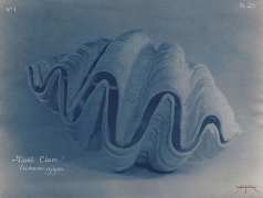 Giant Clam, 2004