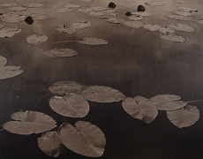 Floating Leaves II, Boundary Water, MN, 1999,